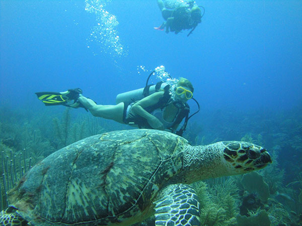Open Water Courses with Island Diver Belize